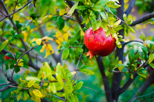 Sahar's Blog 2015 03 17 Grow Baby Grow Taking Advantage of the Many Benefits of Gardening