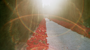 Sahar's Blog Weathering the Storm of a Cancer Diagnosis Some Initial Learnings and Thoughts