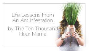 Sahar's Blog 2017 03 28 Life Lessons From an Ant Infestation Guest Post